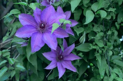 Clematis Reala