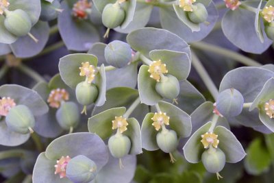 Euphorbia sp. KDN