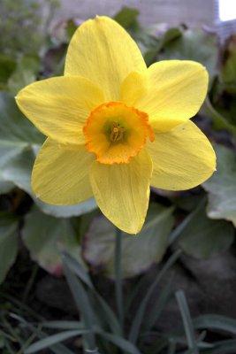 Daffodil @f11 & 0.2m 5D