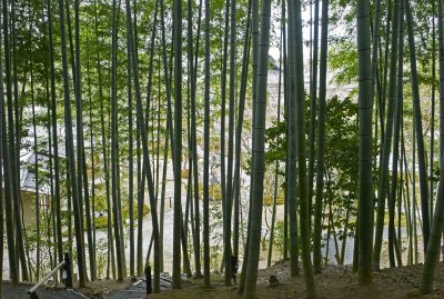 Bamboos of Kōdai-ji temple in Kyoto M8
