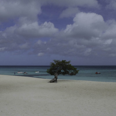 Divi Tree, Eagle Beach