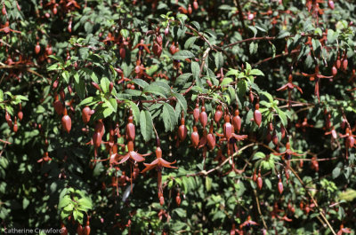 Fuschia in Beacon Hill Park