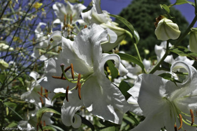 Government House Garden