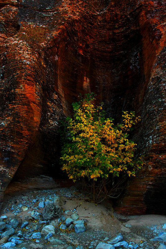 Beauty Hiding in the Shadows