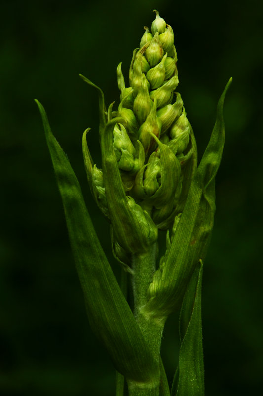Beginning of a Corn Lily