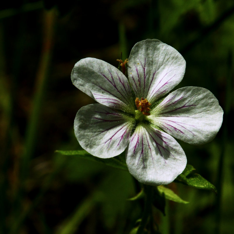 Spring is Near