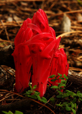 Snow Plant Red
