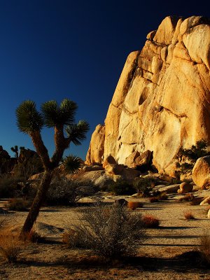 Joshua Tree National Park