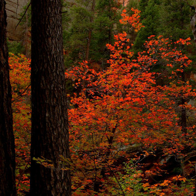 Red Maple Beauty