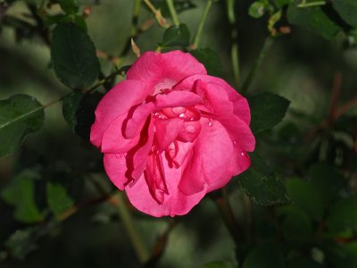 rosa.jpg