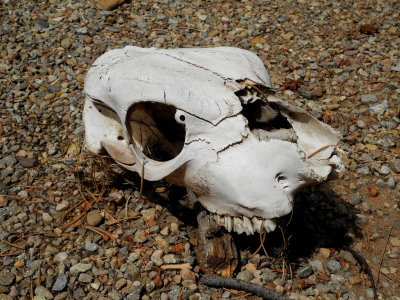 skull