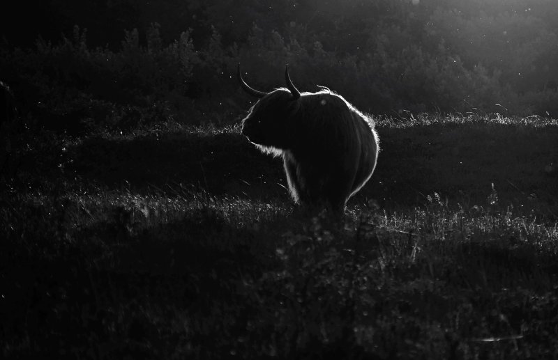  last sunrays on_Highland Cattle 