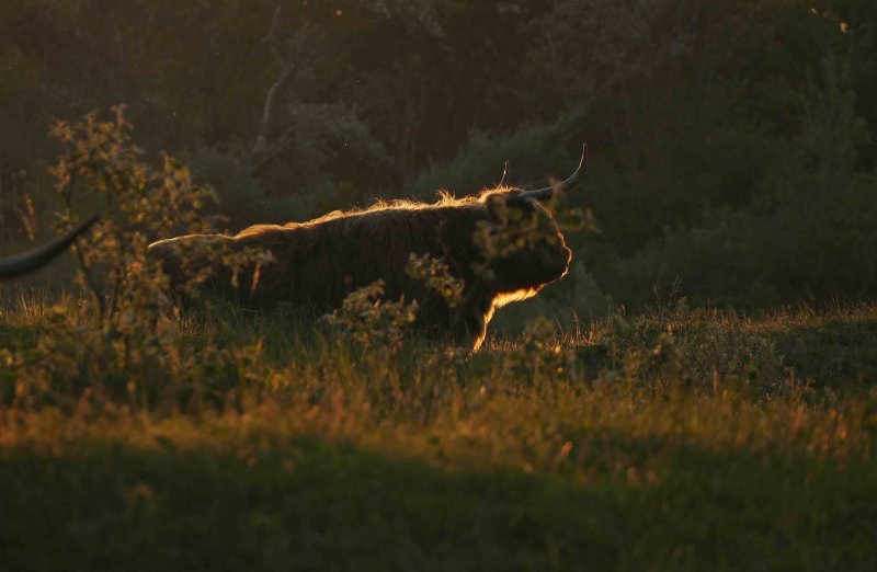 _Highland cattle