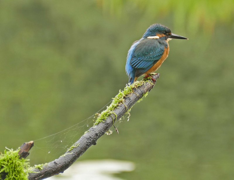 Kingfisher-IJsvogel-Alcedo atthis