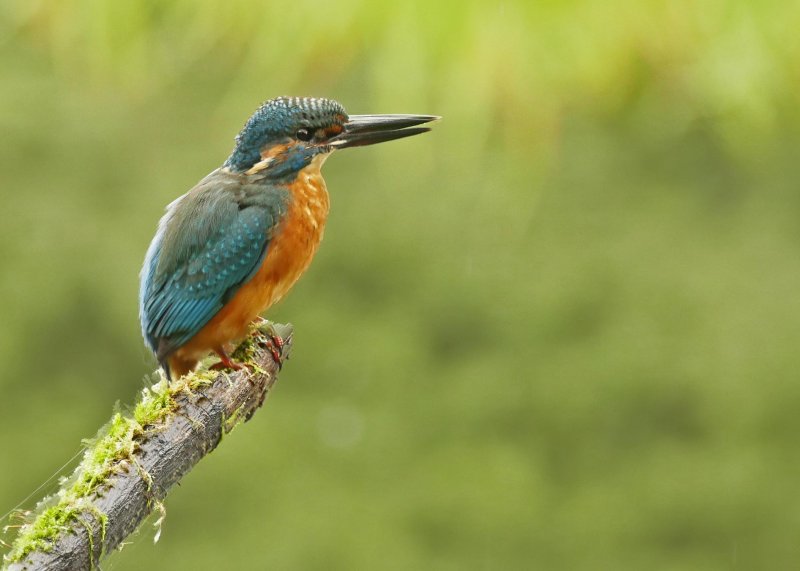 Kingfisher-IJsvogel-Alcedo atthis