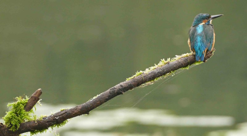 Kingfisher-IJsvogel-Alcedo atthis