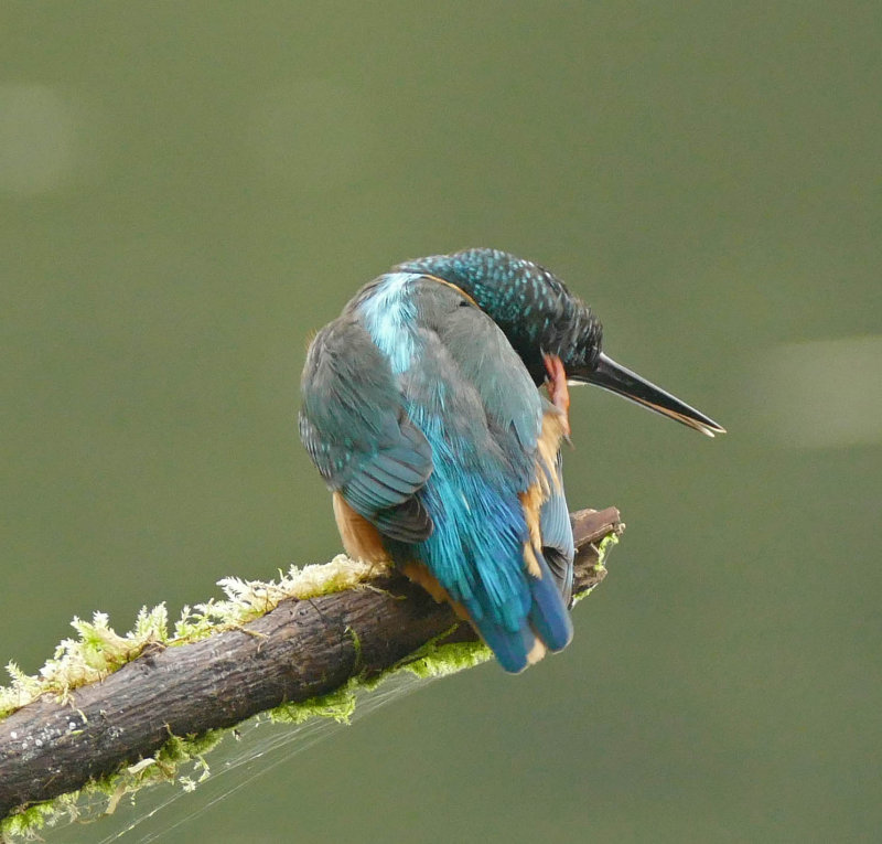 Kingfisher-IJsvogel-Alcedo atthis