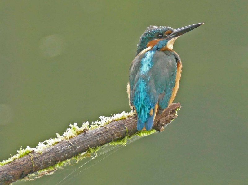 Kingfisher-IJsvogel-Alcedo atthis