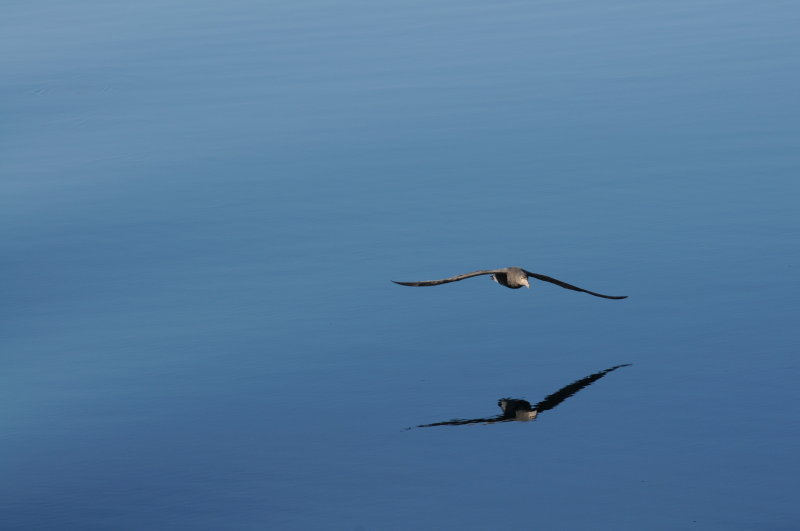 Giant Petrel