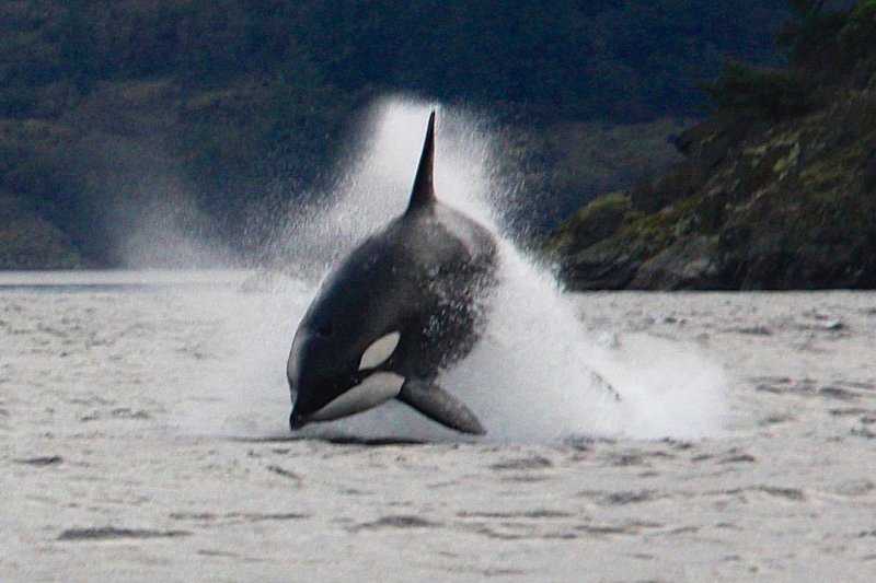 Killer Whale - Orca