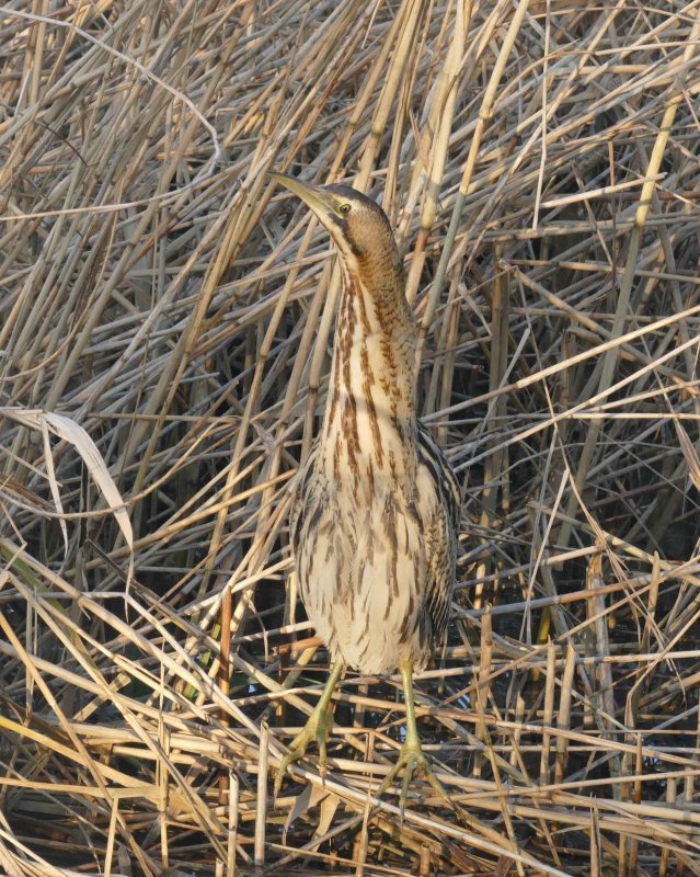 Bittern-Botaurus stellaris-Roerdomp