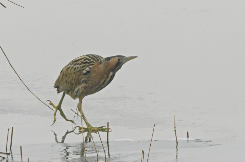 P1160644 roerdomp.jpg
