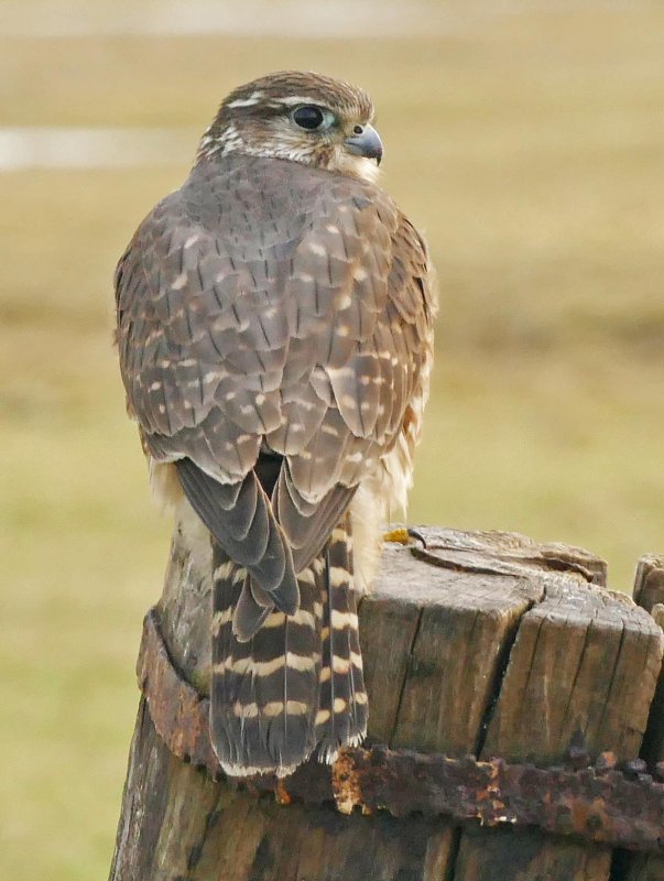 Smelleken-Falcon columbarius-Merlin