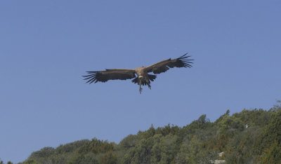 _Griffon Vulture