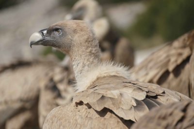 Vultures and Landscapes of  The Pyrenees