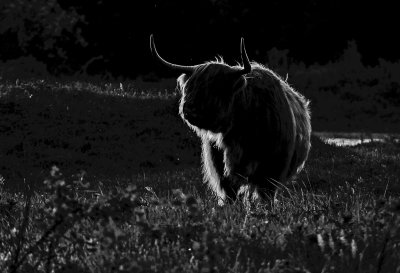 _Highland Cattle  in fading light