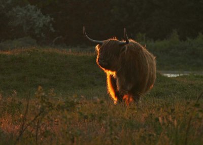 _Highland cattle