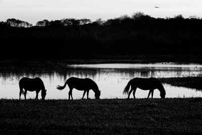 _Exmoor ponys   at sunset