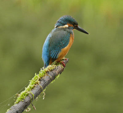  Kingfishers