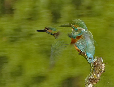 _ijsvogel-kingfisher-Alcedo atthis