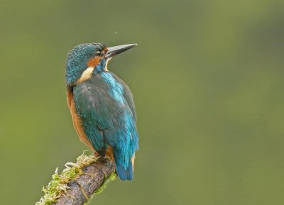 Kingfisher-IJsvogel-Alcedo atthis