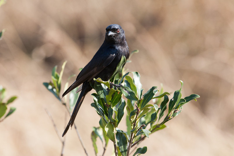 Fork-tailed Drongo