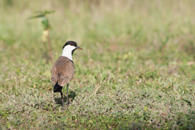Spur-winged Plover