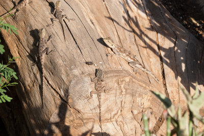 Lizards