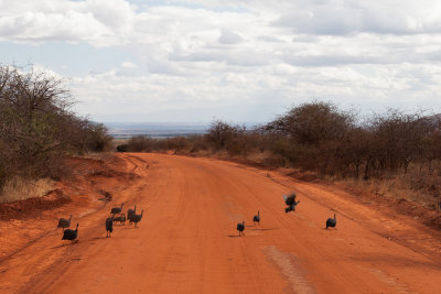 Helmeted Guineafowl crossing track