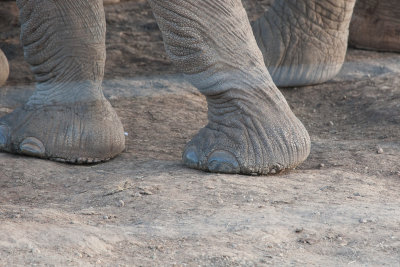 Elephant toes