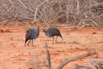 Vulturine Guineafowl