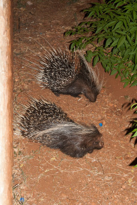 Porcupine