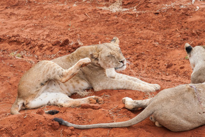 Lion