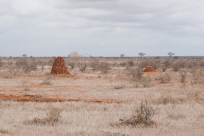 Termite houses