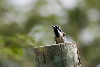 Spot-flanked Barbet