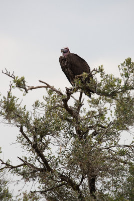 Lappet-faced vulture