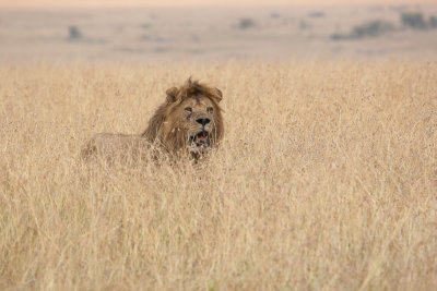 Masai Mara