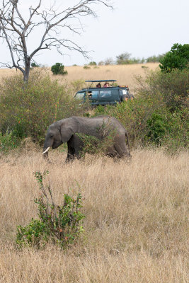 Elephant