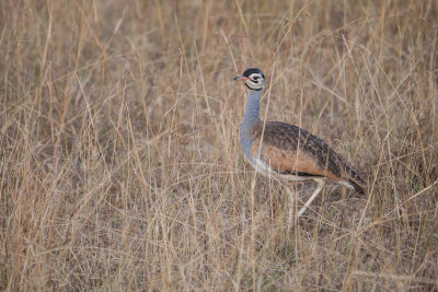 White-bellied Bustard
