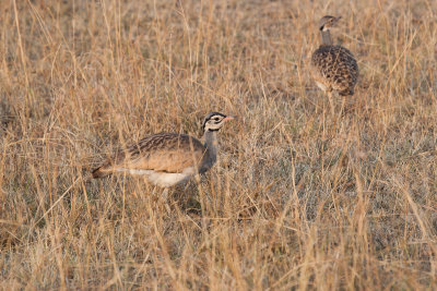 White-bellied Bustard